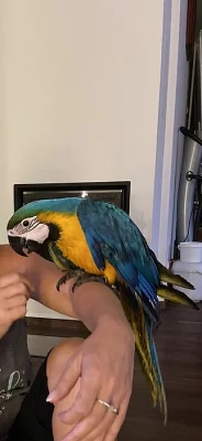 Ara Ararauna