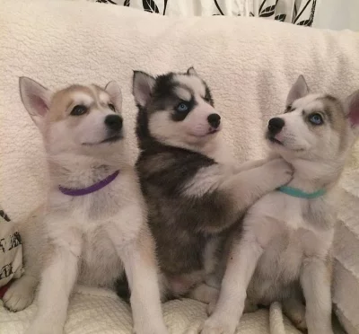 Sibírsky husky, hasky šteniatka