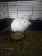 Daruji králička