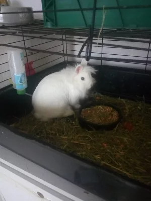 Daruji králička