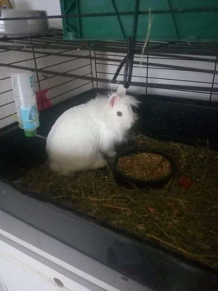 Daruji králička