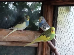 Andulky různých barev