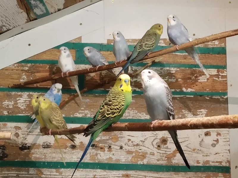 Andulky různých barev