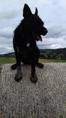 Daruji psa do dobrých rukou