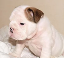 Anglický buldok, English Bulldog, buldog s PP