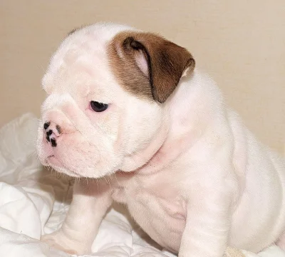 Anglický buldok, English Bulldog, buldog s PP