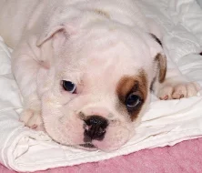 Anglický buldok, English Bulldog, buldog s PP