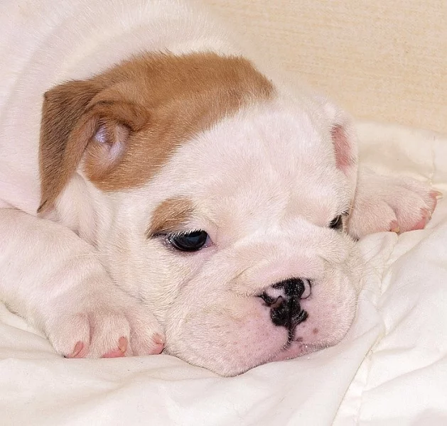 Anglický buldok, English Bulldog, buldog s PP