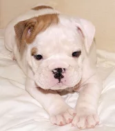 Anglický buldok, English Bulldog, buldog s PP