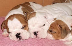 Anglický buldok, English Bulldog, buldog s PP