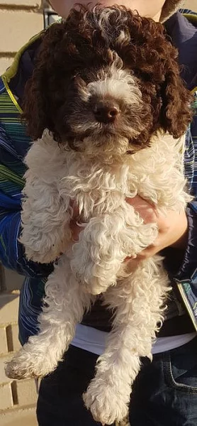Lagotto Romagnolo