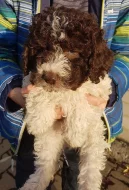 Lagotto Romagnolo