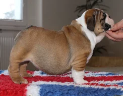 Anglicky buldok