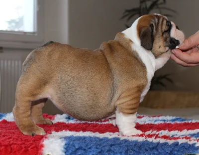 Anglicky buldok