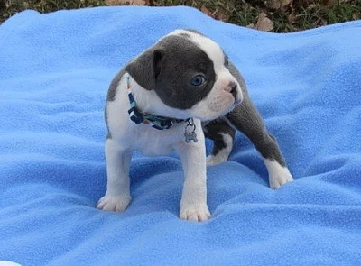 Boston Terrier štěňata