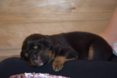 Štěňátka Tibetské dogy s PP