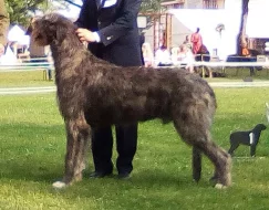 Irský vlkodav - štěňátka s PP
