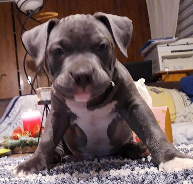 American bully classic