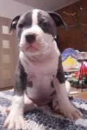American bully classic