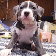 American bully classic