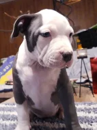 American bully classic