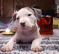 American bully classic