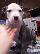 American bully classic