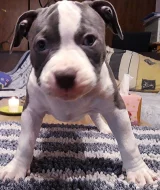 American bully classic