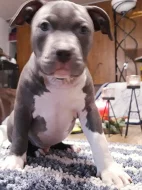 American bully classic