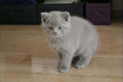 Britská koťata bez PP