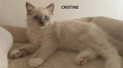 Ragdoll kočička s PP odběr od 14.12.2019.