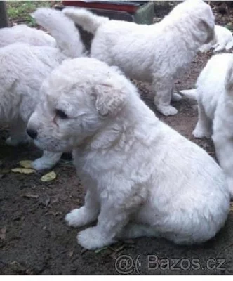 Komondor štěňata