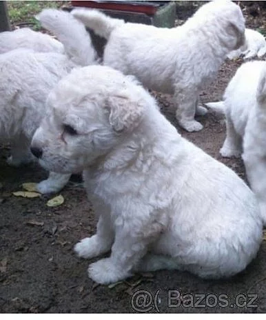 Komondor štěňata
