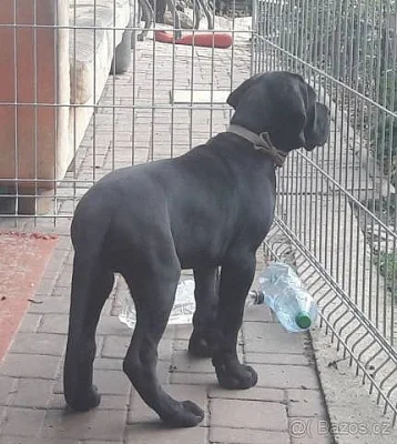 Německá doga