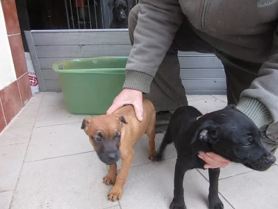 Prodám čistokrevná štěňata  Patterdale terier
