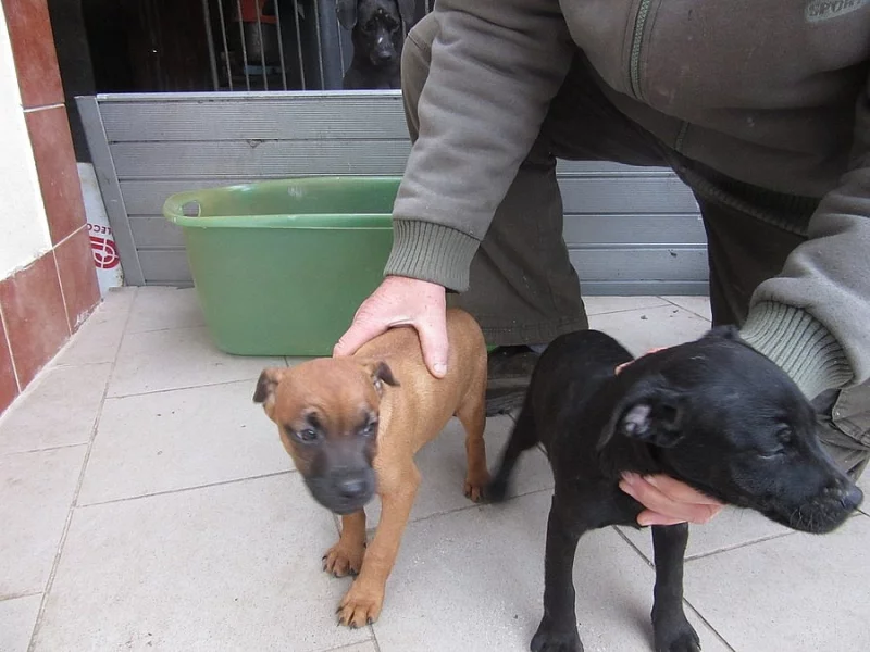 Prodám čistokrevná štěňata Patterdale terier