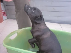 Prodám čistokrevná štěňata Patterdale terier