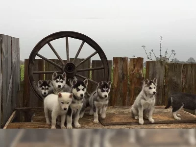 Sibirské husky deti s PP