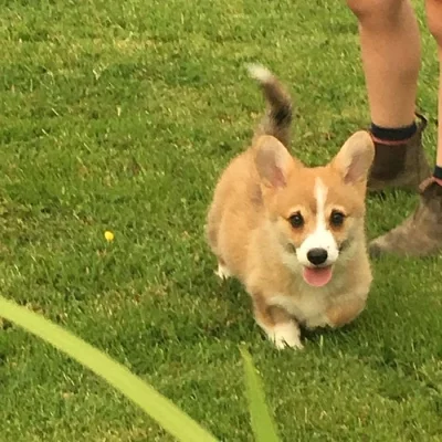 Štěňata velšské Corgi Pembroke