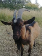 Chovný kozel