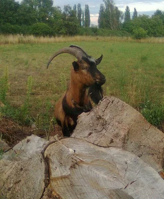 Chovný kozel