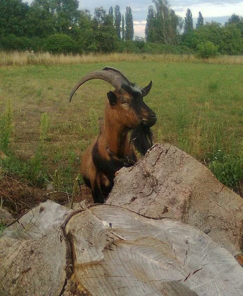 Chovný kozel