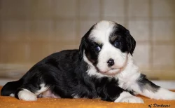 Tibetský teriér s PP