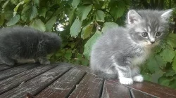 Prodám modrá mainská koťátka - holčičky