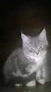 Prodám modrá mainská koťátka - holčičky