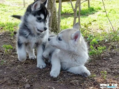 Nabízím štenata husky bez pp