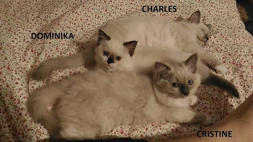 Koťátka ragdoll s PP