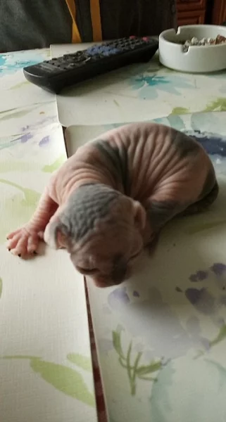 Kanadský sphynx