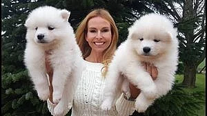 Samojed štěňata hledají milující a starostlivou rodinu