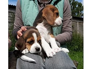 Štěňata beagle při hledání milující a milující rodiny